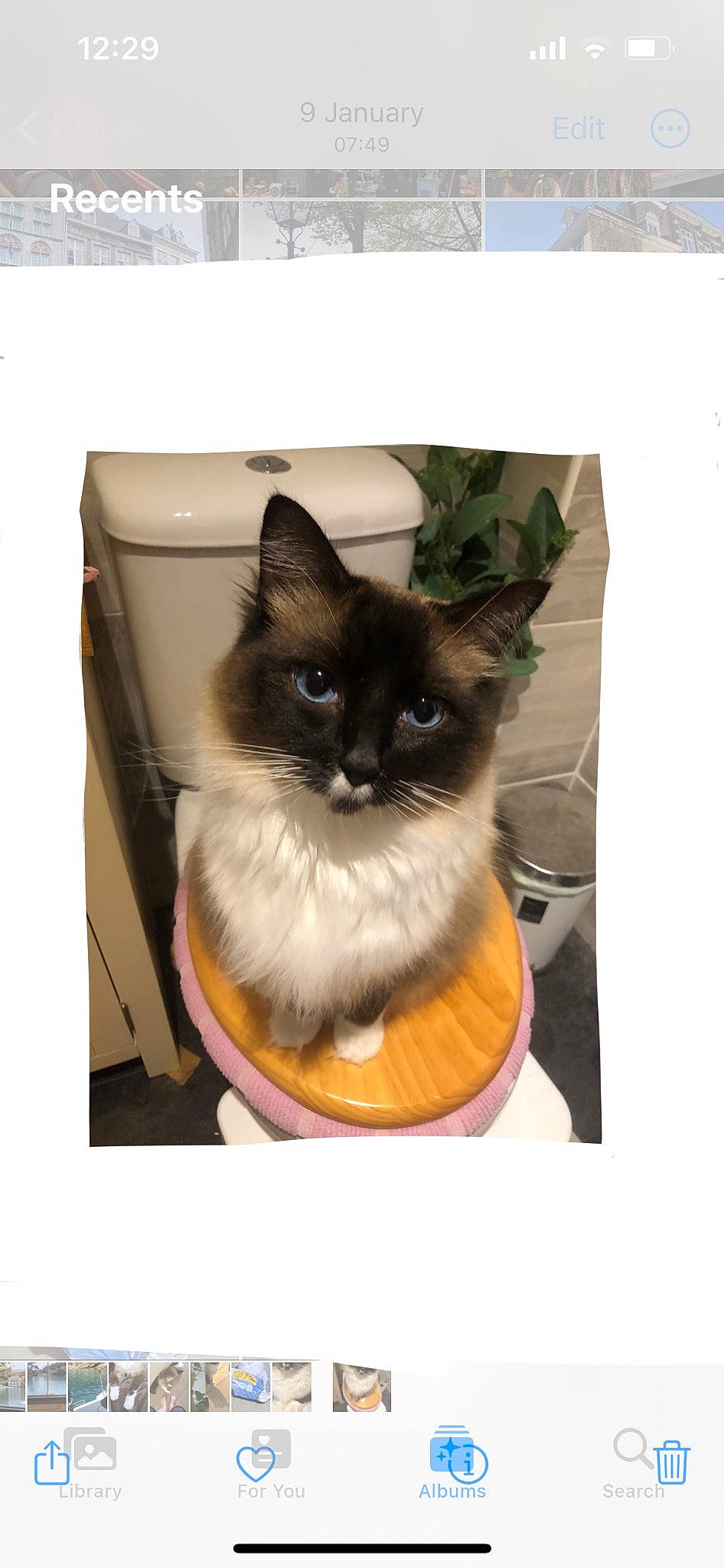 Maui is registered to the contest to win money with this photo: art, birman, box, carnivore, cat, cat_supply, fashion_accessory, fawn, felidae, fur, paper_product, pet_supply, photo_caption, rectangle, siamese, small_to_medium_sized_cats, square, tail, whiskers, window