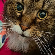 George joined the competition — help win amazing prizes! cat, close_up, face, whiskers, yellow_eyes, fur, pet, animal, portrait, mammal, indoor, colorful_background, tabby, cute, feline, nose, focus, soft_fur, detail, vibrant