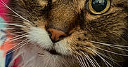 George joined the competition — help win amazing prizes! animal, cat, close_up, colorful_background, cute, detail, face, feline, focus, fur, indoor, mammal, nose, pet, portrait, soft_fur, tabby, vibrant, whiskers, yellow_eyes