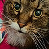 cat, close_up, face, whiskers, yellow_eyes, fur, pet, animal, portrait, mammal, indoor, colorful_background, tabby, cute, feline, nose, focus, soft_fur, detail, vibrant