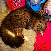 George joined the competition — help win amazing prizes! animal, bag, blue_bag, box, cat, colorful, cozy, energy_drink_box, floor, fur, indoor, monster_juice, paw, pet, red_rug, resting, rug, sleeping, tail, wooden_floor