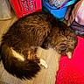 animal, bag, blue_bag, box, cat, colorful, cozy, energy_drink_box, floor, fur, indoor, monster_juice, paw, pet, red_rug, resting, rug, sleeping, tail, wooden_floor