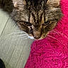 George is registered to the contest to win money with this photo: animal, cat, close_up, curious, domestic_cat, ears, feline, floor, fur, household, indoor, looking_down, pet, pink_rug, portrait, soft_light, striped, tabby, texture, whiskers