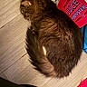 George joined the competition — help win amazing prizes! animal, cat, cozy, curled_up, cute, domestic_cat, flooring, fluffy, fur, household, indoor, monster_juice_box, pet, red_box, relaxed, resting, sleeping, tail, whiskers, wooden_floor