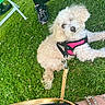 Zoey is registered to the contest to win money with this photo: anklet, curly_fur, dog, footwear, grass, greenery, leash, legs, nature, outdoor, person, pet, pink_harness, playing, relaxing, resting, sandals, sneakers, summer, white_dog