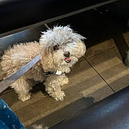 Zoey is registered to the contest to win money with this photo: dog, curly_fur, leash, floor, tile, pet, animal, indoor, happy, smiling, looking_up, small_dog, cute, fluffy, domestic_animal, canine, fur, walking, companion, friendly