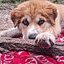 Alyra Star joined the competition — help win amazing prizes! animal, blanket, brown, closeup, cute, dog, eyes, fur, grass, lying_down, muddy, muzzle, nature, outdoor, paw, playful, puppy, relaxed, stick, white