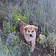 Alyra Star is registered to the contest to win money with this photo: adventure, canine, curious, daylight, dog, eyes, field, flora, fur, grass, ground, nature, outdoor, plants, puppy, sunlight, tail, walking, wildflowers, young_dog