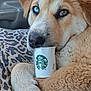 Alyra Star is registered to the contest to win money with this photo: animal, blanket, blue_eye, brown_eye, car_interior, closeup, cozy, cup, cute, dog, fur, heterochromia, leopard_print, paw, pet, puppy, resting, snuggle, starbucks, window