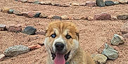 Alyra Star joined the competition — help win amazing prizes! animal, canine, cloud, cute, dog, happy, heterochromia, labyrinth, landscape, nature, outdoor, pet, playful, puppy, rock, sand, sitting, sky, tongue_out, tree