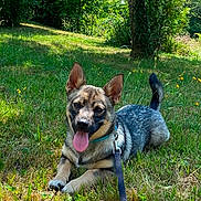 Vlad Alias Douddy participe au concours pour gagner de l'argent avec cette photo : dog, pet, animal, outdoor, grass, nature, forest, trees, park, lying_down, sitting, tongue_out, happy, pointy_ears, leash, collar, black_and_tan, portrait, sunlight, landscape