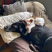 Elvis joined the competition — help win amazing prizes! dog, puppy, couch, pillow, blanket, brown, white, black, resting, indoor, pet, animal, cute, snuggling, relaxing, companion, cozy, fur, ears, home