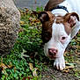 Elvis is registered to the contest to win money with this photo: dog, puppy, brown_and_white, curious, outdoor, rock, greenery, fallen_leaves, autumn, nature, close_up, animal, pet, sniffing, ground, paw, collar, young_dog, exploration, canine