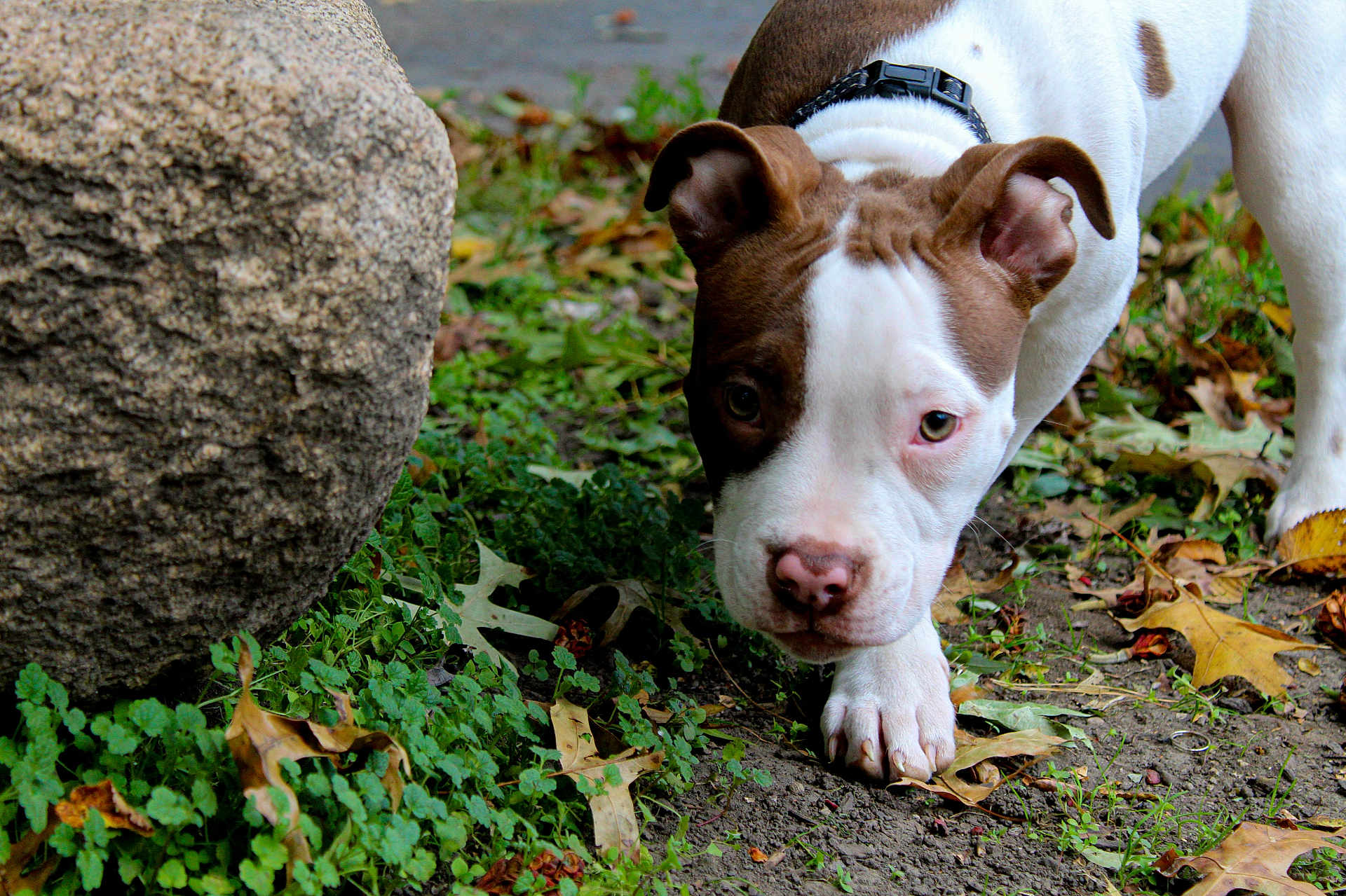 Elvis is registered to the contest to win money with this photo: dog, puppy, brown_and_white, curious, outdoor, rock, greenery, fallen_leaves, autumn, nature, close_up, animal, pet, sniffing, ground, paw, collar, young_dog, exploration, canine