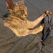 Remy joined the competition — help win amazing prizes! cat, sleeping, resting, blanket, cozy, fur, pet, domestic_animal, animal, cute, whiskers, paw, ears, indoor, relaxed, comfort, feline, soft_texture, warm, peaceful