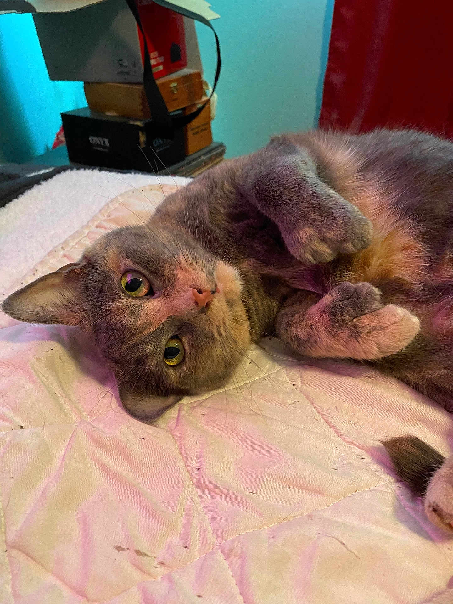 Remy joined the competition — help win amazing prizes! cat, pet, animal, feline, cute, lying_down, bed, blanket, indoor, fur, whiskers, paws, eyes, tail, relaxed, home, cozy, quilt, curious, domestic