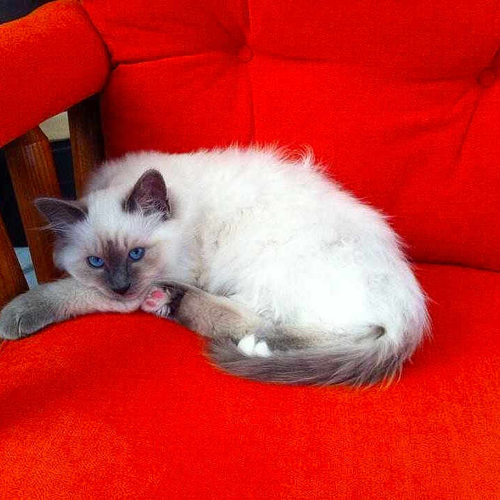 Raoul