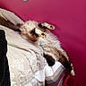 Morice participe au concours pour gagner de l'argent avec cette photo :