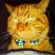 Banjovi joined the competition — help win amazing prizes! cat, ginger_cat, close_up, bow_tie, feline, pet, whiskers, face, sleeping, domestic_cat, cute, fur, animal, portrait, indoor, cozy, content, orange_fur, tabby, pet_accessory