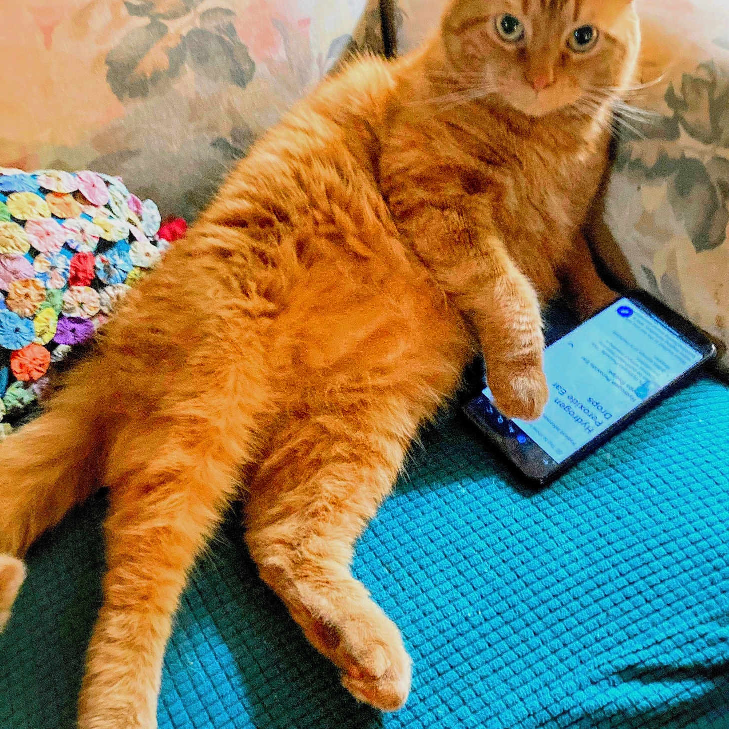 Banjovi joined the competition — help win amazing prizes! animal, blue_blanket, cat, couch, cozy, crocheted_blanket, curious, feline, fluffy, fur, home, indoor, lounging, orange_tabby, paw, pet, relaxed, resting, smartphone, tablet