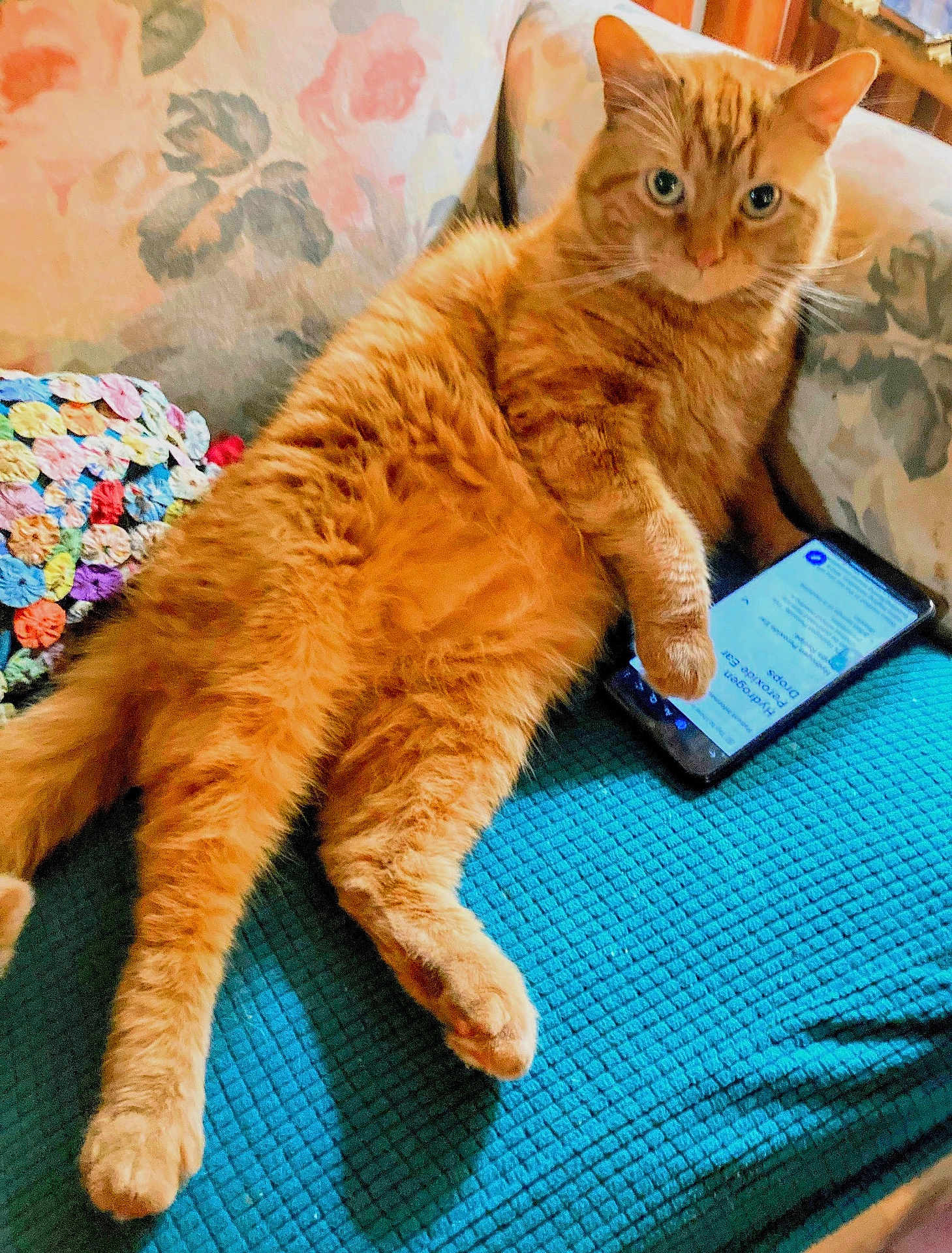 Banjovi joined the competition — help win amazing prizes! cat, orange_tabby, pet, lounging, smartphone, couch, crocheted_blanket, fluffy, indoor, relaxed, paw, blue_blanket, feline, animal, cozy, home, fur, resting, tablet, curious