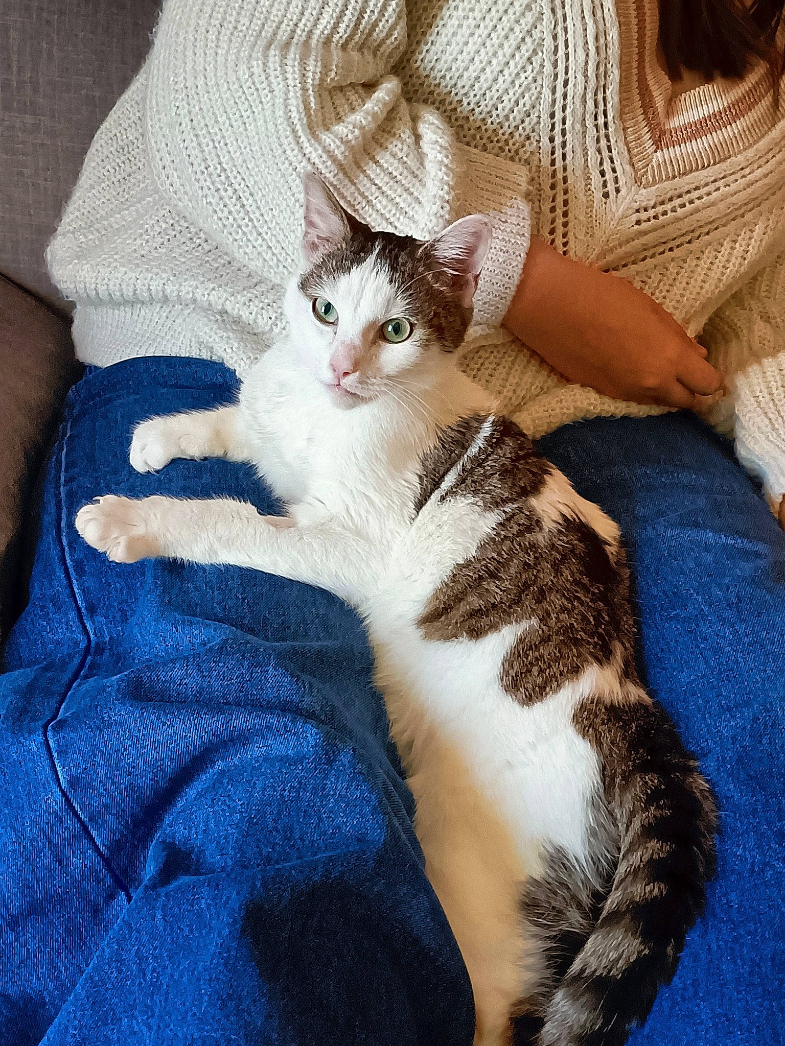 Sweety participe au concours pour gagner de l'argent avec cette photo : carnivore, cat, claw, comfort, domestic_short_haired_cat, fawn, felidae, fur, hand, lap, linens, nap, paw, sitting, small_to_medium_sized_cats, t_shirt, tail, whiskers