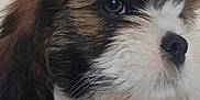 Bamboo a rejoint le concours — aidez-le/la à gagner de superbes lots ! animal, background_blur, black, brown, close_up, cute, dog, expression, face, fluffy, fur, indoor, nose, pet, portrait, puppy, soft, whiskers, white, young