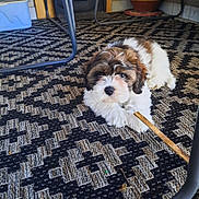 Bamboo participe au concours pour gagner de l'argent avec cette photo : animal, black, brown, carpet, chair_legs, cute, dog, floor, fur, furniture, home, indoor, looking, patterned_rug, paw, pet, puppy, resting, stick, white
