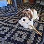 animal, black, brown, carpet, chair_legs, cute, dog, floor, fur, furniture, home, indoor, looking, patterned_rug, paw, pet, puppy, resting, stick, white