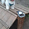 adventure, animal, canine, cute, dirt, dog, fluffy, friendly, grass, happy, harness, leash, nature, outdoor, pet, playground, small_dog, tongue_out, wood, wooden_ramp