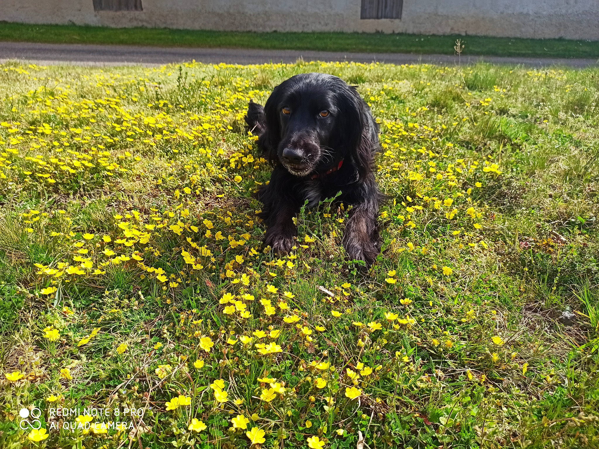 Leïla participe au concours pour gagner de l'argent avec cette photo : agriculture, carnivore, companion_dog, dog, dog_breed, field, flower, flowering_plant, grass, grassland, groundcover, gun_dog, herbaceous_plant, meadow, natural_landscape, people_in_nature, plant, prairie, window, working_animal