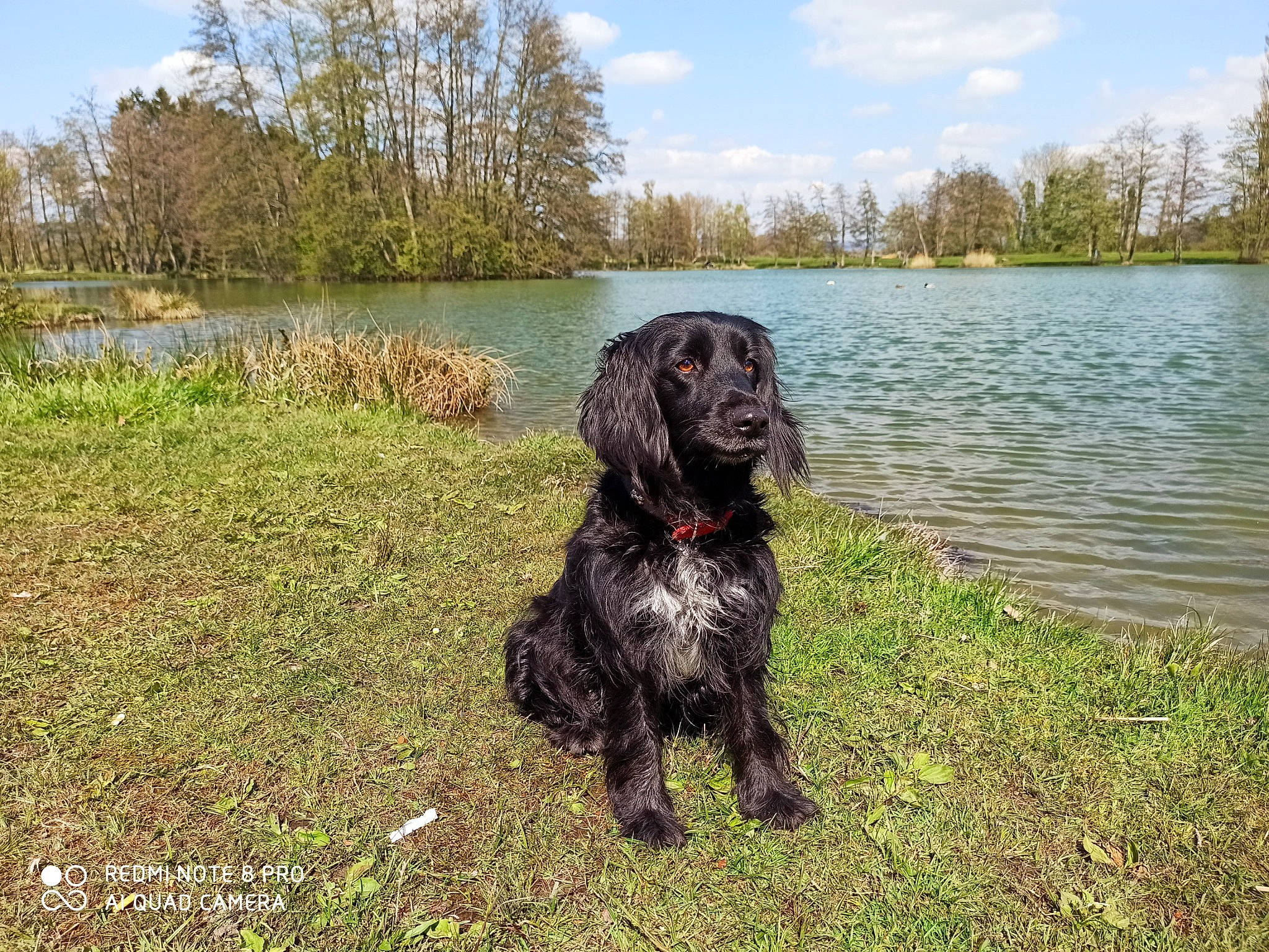 Leïla participe au concours pour gagner de l'argent avec cette photo : bog, carnivore, cloud, companion_dog, dog, dog_breed, grass, gun_dog, lake, liver, plant, sky, spaniel, tail, tree, water, water_dog, wetland, working_animal, working_dog
