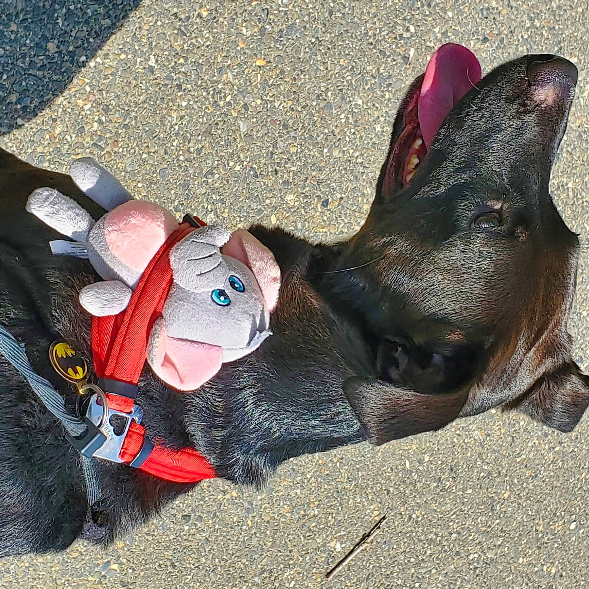 Kota Kota joined the competition — help win amazing prizes! carmine, carnivore, companion_dog, dog, dog_breed, dog_collar, fashion_accessory, fawn, foot, fun, fur, grass, human_leg, leash, paw, personal_protective_equipment, sitting, sporting_group, tail, working_animal