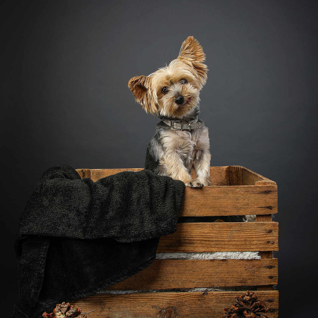 Margaux participe au concours pour gagner de l'argent avec cette photo : animal, black_blanket, blanket, centered_composition, collar, crate, cute, dark_background, dog, dramatic_lighting, groomed, pet, pinecones, portrait, rustic, sitting, small_dog, studio, wooden_crate, yorkshire_terrier