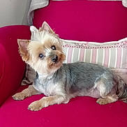 Margaux participe au concours pour gagner de l'argent avec cette photo : dog, small_dog, yorkshire_terrier, pet, indoor, armchair, pink_chair, pillow, striped_pillow, fur, curious, head_tilt, cozy, comfortable, resting, cute, animal, companion, domestic_dog, furniture