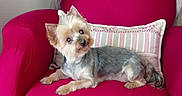 Margaux participe au concours pour gagner de l'argent avec cette photo : animal, armchair, comfortable, companion, cozy, curious, cute, dog, domestic_dog, fur, furniture, head_tilt, indoor, pet, pillow, pink_chair, resting, small_dog, striped_pillow, yorkshire_terrier