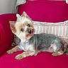dog, small_dog, yorkshire_terrier, pet, indoor, armchair, pink_chair, pillow, striped_pillow, fur, curious, head_tilt, cozy, comfortable, resting, cute, animal, companion, domestic_dog, furniture