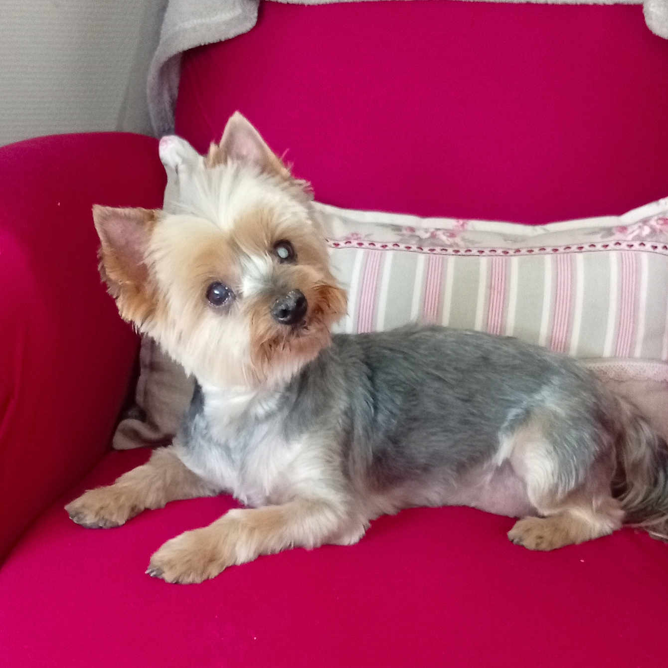 Margaux participe au concours pour gagner de l'argent avec cette photo : dog, small_dog, yorkshire_terrier, pet, indoor, armchair, pink_chair, pillow, striped_pillow, fur, curious, head_tilt, cozy, comfortable, resting, cute, animal, companion, domestic_dog, furniture