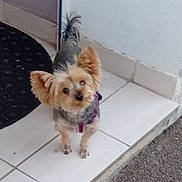 Margaux a rejoint le concours — aidez-le/la à gagner de superbes lots ! animal, brown, dog, doormat, doorstep, doorway, fluffy, gray, long_hair, looking_up, outdoor, pavement, pet, portrait, puppy, purple_harness, small_dog, standing, tile_floor, yorkshire_terrier