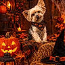 Margaux a rejoint le concours — aidez-le/la à gagner de superbes lots ! autumn, bandana, candle, costume, dog, fall_leaves, festive_decorations, halloween, hay_bale, jack_o_lantern, lantern, portrait, pumpkin, puppy, sitting, small_dog, spider, spider_web, witch_hat, wooden_background
