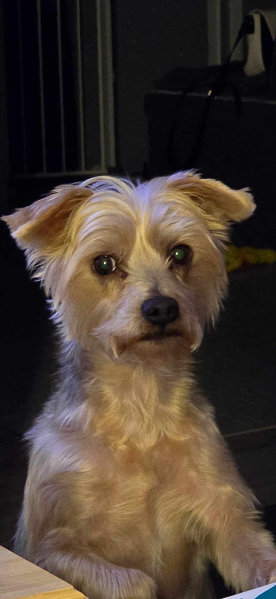 Léo a rejoint le concours — aidez-le/la à gagner de superbes lots ! dog, pet, animal, fur, ears, face, eyes, nose, mouth, indoor, table, wood, light, shadow, looking, sitting, cute, fluffy, companion, portrait