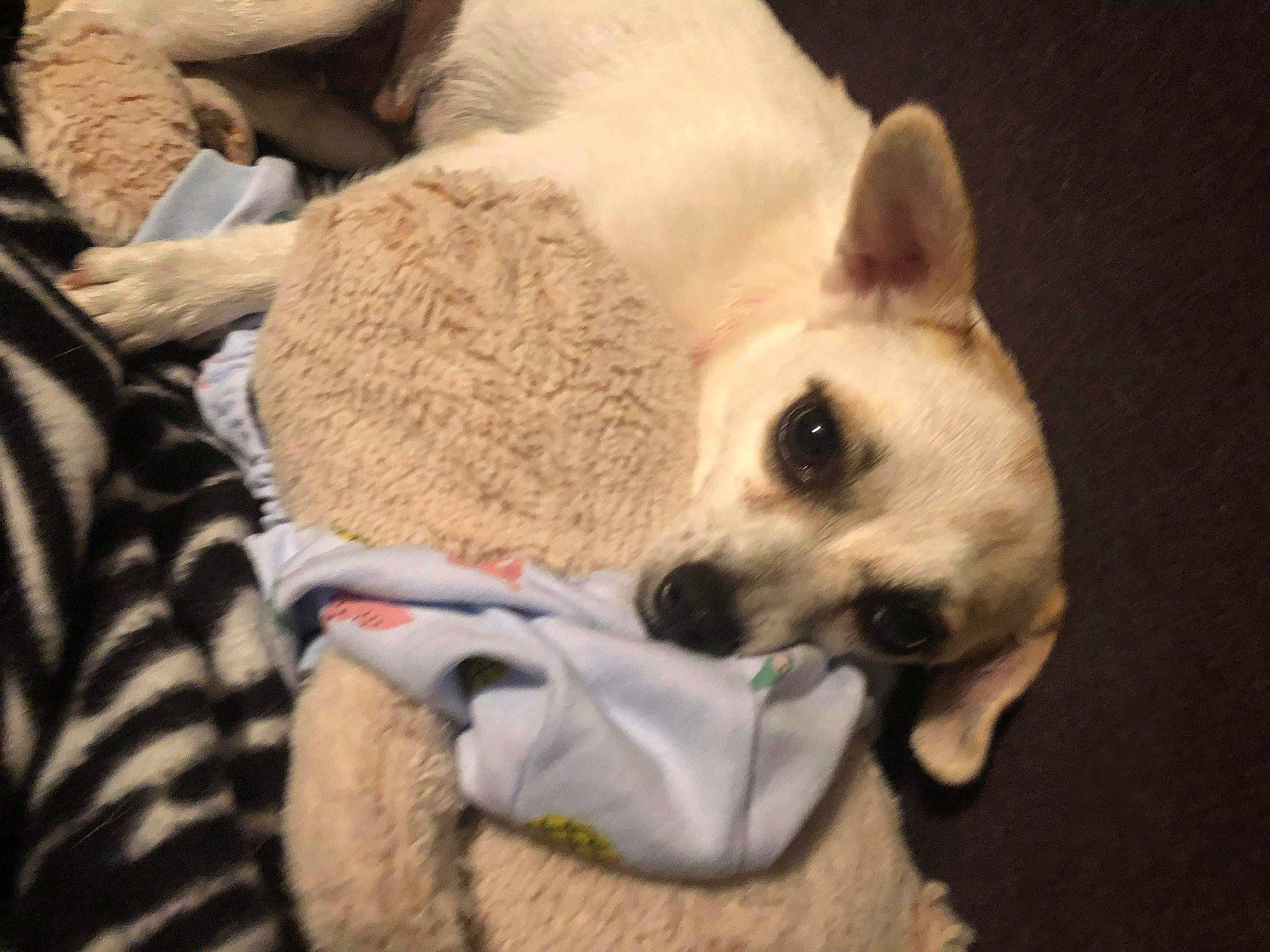 Lilah is registered to the contest to win money with this photo: canidae, carnivore, companion_dog, dog, dog_breed, ear, fawn, mammal, non_sporting_group, nose, puppy, puppy_love, snout, vertebrate