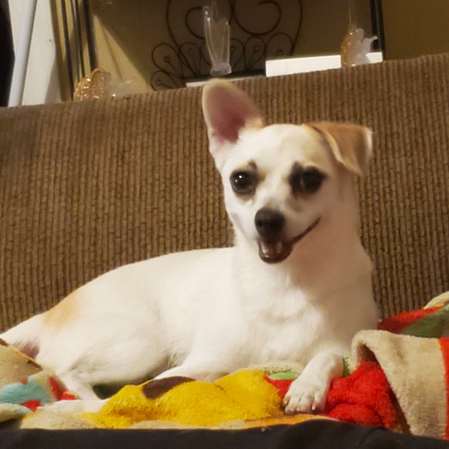 Lilah is registered to the contest to win money with this photo: ancient_dog_breeds, canidae, carnivore, chihuahua, companion_dog, dog, dog_breed, ear, fawn, mammal, puppy, rare_breed_dog, snout, toy_dog, vertebrate, whiskers