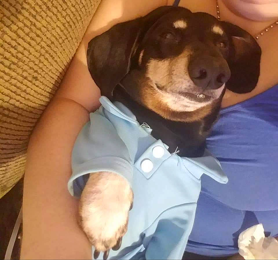 Chaz is registered to the contest to win money with this photo: beagador, canidae, carnivore, companion_dog, dachshund, dog, dog_breed, fawn, puppy, puppy_love, selfie