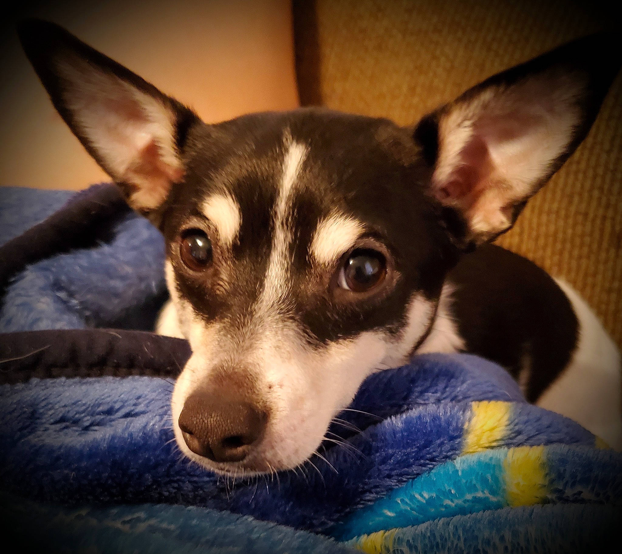 Sophie joined the competition — help win amazing prizes! canidae, carnivore, companion_dog, corgi_chihuahua, dog, dog_breed, feist, mammal, miniature_fox_terrier, puppy, rare_breed_dog, rat_terrier, snout, sporting_group, teddy_roosevelt_terrier, tenterfield_terrier, terrier, toy_fox_terrier, vertebrate, whiskers