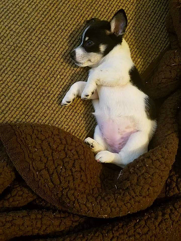 Sophie joined the competition — help win amazing prizes! boston_terrier, canidae, carnivore, companion_dog, dog, dog_breed, fawn, french_bulldog, mammal, miniature_fox_terrier, non_sporting_group, puppy, puppy_love, toy_bulldog, toy_dog, vertebrate