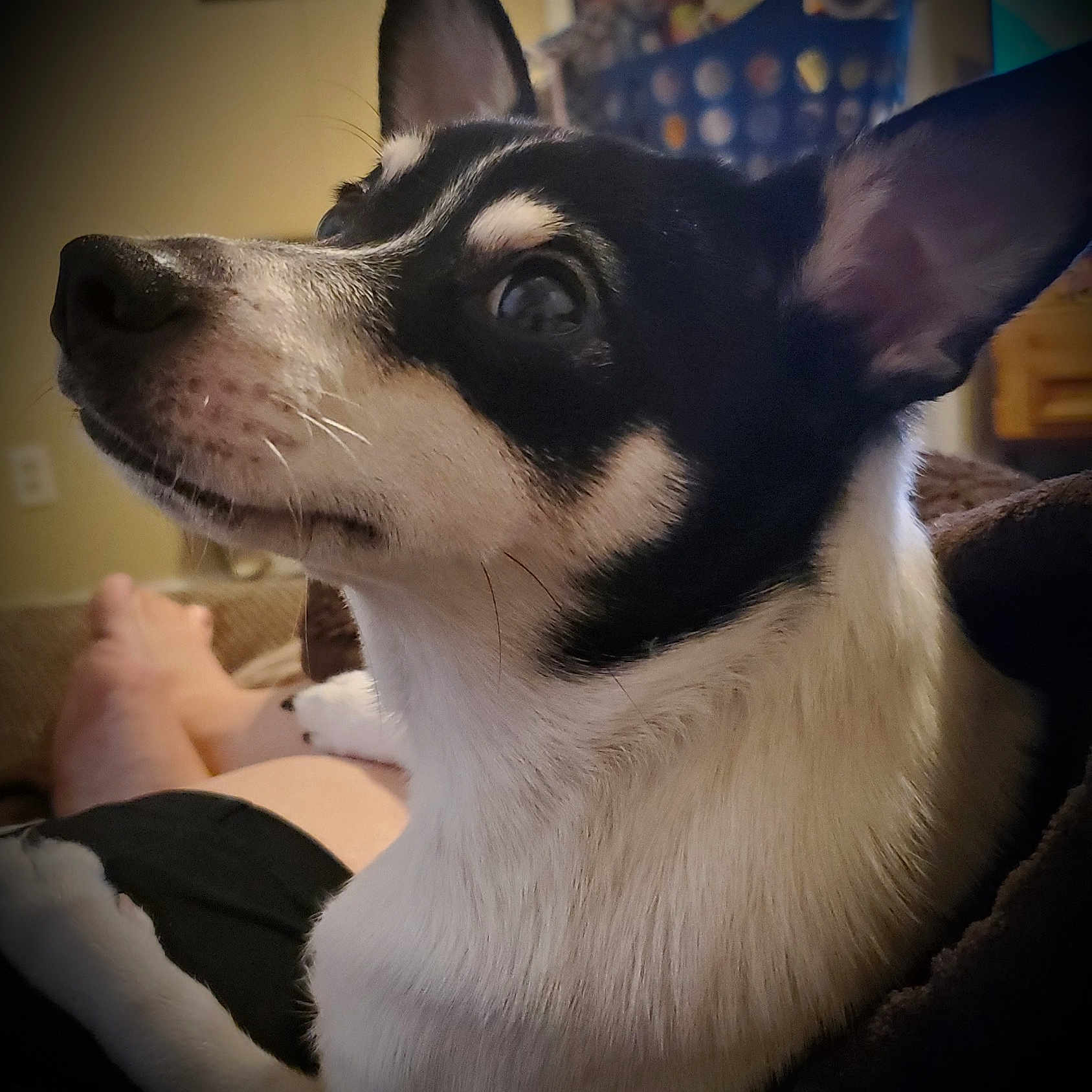 Sophie