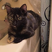 Queenie is registered to the contest to win money with this photo: cat, kitten, tortoiseshell, bathtub, bathroom, curious, feline, pet, animal, fur, whiskers, ears, eyes, paws, indoor, edge, shower, curtain, fixture, relaxed