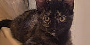 Queenie is registered to the contest to win money with this photo: alert, animal, bathtub, cat, curious, cute, domestic, door, eyes, feline, fur, indoor, kitten, mammal, paws, pet, plastic, resting, tortoiseshell, young