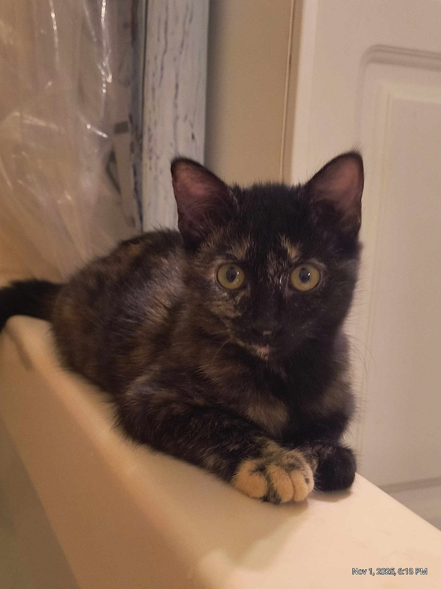 Queenie is registered to the contest to win money with this photo: cat, kitten, tortoiseshell, indoor, bathtub, fur, animal, pet, cute, curious, paws, eyes, door, plastic, resting, feline, young, domestic, mammal, alert